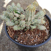 Variegated Corn Cob Cactus Euphorbia mammillaris