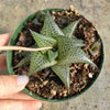 Haworthia venosa subsp. tessellata Veined Haworthia