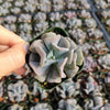 Echeveria 'Cubic Frost'