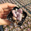 Graptopetalum amethystinum - Lavender Pebbles