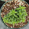 Peperomia axillaris