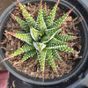 Haworthia fasciata - Zebra Plant