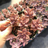 Graptosedum 'Alpenglow'