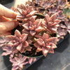 Graptosedum 'Alpenglow'
