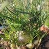 Albuca polyphylla 'Augrabies Hills'