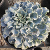 Echeveria 'Blue Frills'
