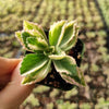 Plectranthus neochilus Variegated 'Mike's Fuzzy Wuzzy'