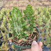 Opuntia monacantha variegata - Variegated Joseph's Coat