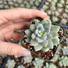 Sedeveria 'Lilac Mist'