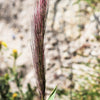 300 Bottlebrush SQUIRRELTAIL RYE GRASS Elymus Elymoides syn Sitanion Hystrix Red Plume Squirrel Tail Ornamental Seeds