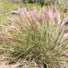 300 Bottlebrush SQUIRRELTAIL RYE GRASS Elymus Elymoides syn Sitanion Hystrix Red Plume Squirrel Tail Ornamental Seeds