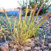 300 Bottlebrush SQUIRRELTAIL RYE GRASS Elymus Elymoides syn Sitanion Hystrix Red Plume Squirrel Tail Ornamental Seeds
