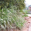 500 MUTTONGRASS Poa Fendleriana Eragrostis Mutton Grass Bluegrass Native Seeds