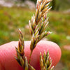 500 MUTTONGRASS Poa Fendleriana Eragrostis Mutton Grass Bluegrass Native Seeds