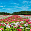 250 AFGHAN Blue POPPY Mixed Colors Papaver Somniferum Pink Purple White Flower Seeds