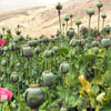 250 AFGHAN Blue POPPY Mixed Colors Papaver Somniferum Pink Purple White Flower Seeds
