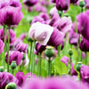 250 AFGHAN Blue POPPY Mixed Colors Papaver Somniferum Pink Purple White Flower Seeds