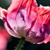 250 AFGHAN Blue POPPY Mixed Colors Papaver Somniferum Pink Purple White Flower Seeds