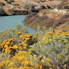 100 RUBBER RABBITBRUSH Chamisa Ericameria Nauseosa Native Desert Shrub Yellow Flower Seeds