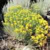 100 RUBBER RABBITBRUSH Chamisa Ericameria Nauseosa Native Desert Shrub Yellow Flower Seeds