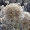 100 RUBBER RABBITBRUSH Chamisa Ericameria Nauseosa Native Desert Shrub Yellow Flower Seeds