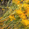 100 RUBBER RABBITBRUSH Chamisa Ericameria Nauseosa Native Desert Shrub Yellow Flower Seeds