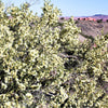 40 STANSBURY CLIFFROSE Purshia Stansburiana Cliff Rose Native Desert Shrub White & Yellow Flower Seeds