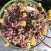 Crassula pubescens - Jersey Pigmyweed