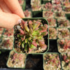 Crassula pubescens - Jersey Pigmyweed