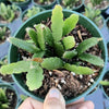 Rhipsalis Cereoides