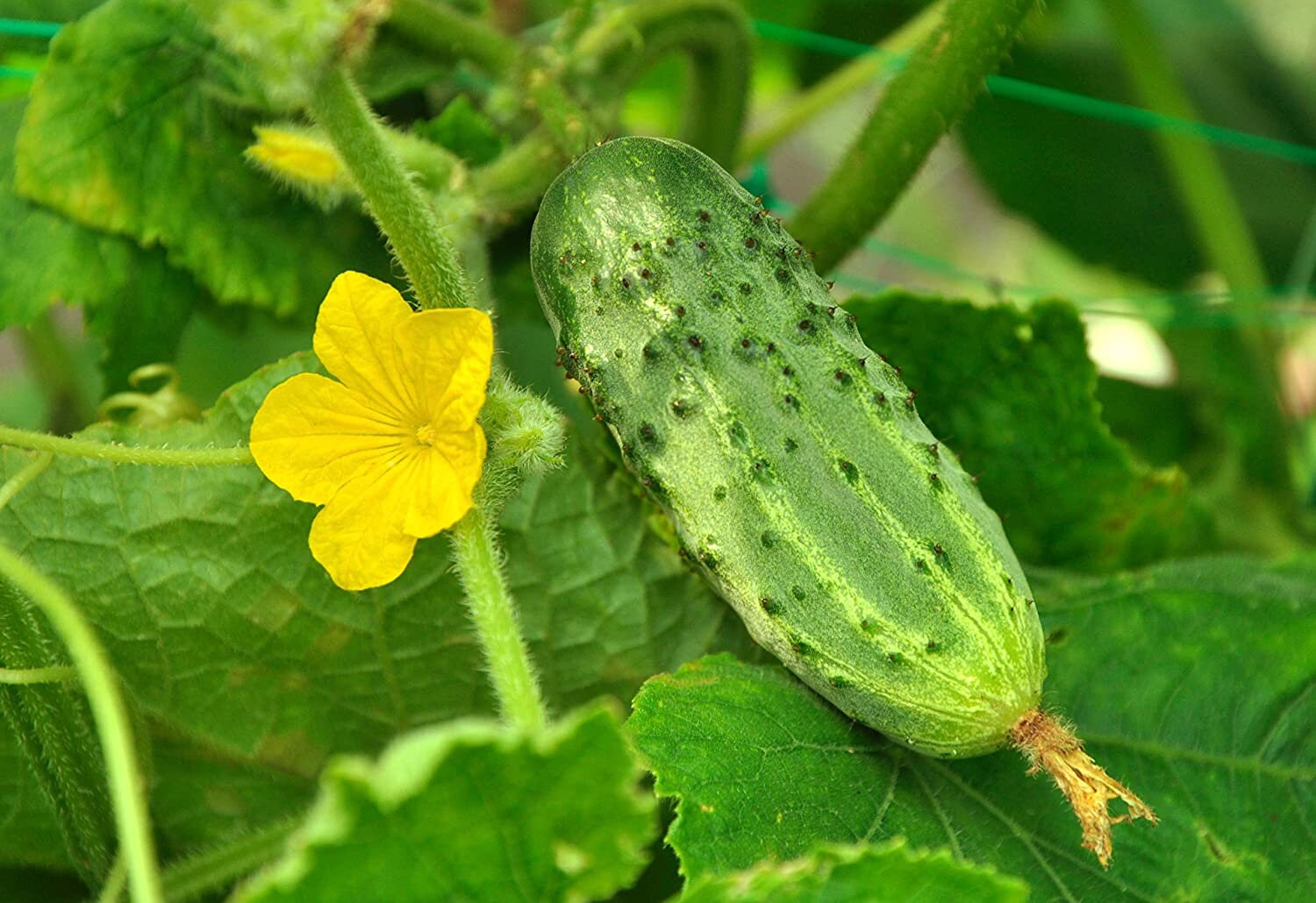 Organic Pickle Bush Seeds Heirloom