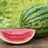 Organic Heirloom Crimson Sweet Watermelon Seeds