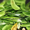 Organic Heirloom Giant Calico (Christmas) Lima Bean (Pole beans) Seeds