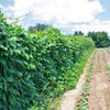 Organic Heirloom Giant Calico (Christmas) Lima Bean (Pole beans) Seeds
