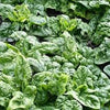 Organic Heirloom Bloomsdale Long standing Spinach Seeds