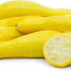 Organic Heirloom Early Summer Crookneck Squash Seeds