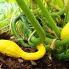 Organic Heirloom Early Summer Crookneck Squash Seeds