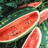 Heirloom Organic Congo Watermelon Seeds