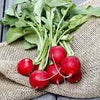 Heirloom Organic Early Scarlet Globe Radish Seeds
