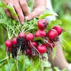 Heirloom Organic Early Scarlet Globe Radish Seeds