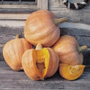 Rare Pumpkin! Heirloom Organic Amish Pie Pumpkin seeds