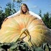 Organic Dill's Atlantic GIANT Pumpkin seeds pack