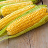 Heirloom Organic Kandy Korn Sweet Corn Seeds