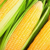 Heirloom Organic Kandy Korn Sweet Corn Seeds