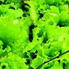 Heirloom Organic Black Seeded Simpson Lettuce Seeds