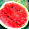 Heirloom Organic Sugar Baby Watermelon Seeds