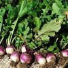 heirloom Organic Purple Top Turnip Seeds