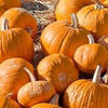 Heirloom Organic Cherokee Tan Bush Pumpkin Seeds