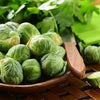 Heirloom Organic Catskill Brussel Sprouts Seeds