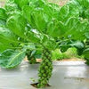 Heirloom Organic Catskill Brussel Sprouts Seeds